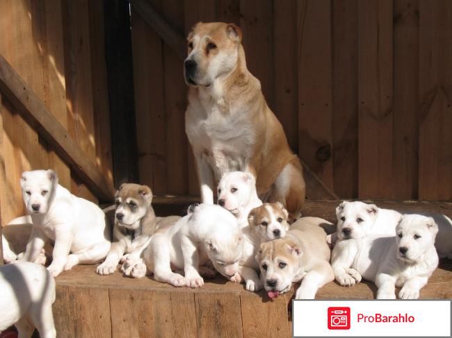 Среднеазиатская овчарка отрицательные отзывы