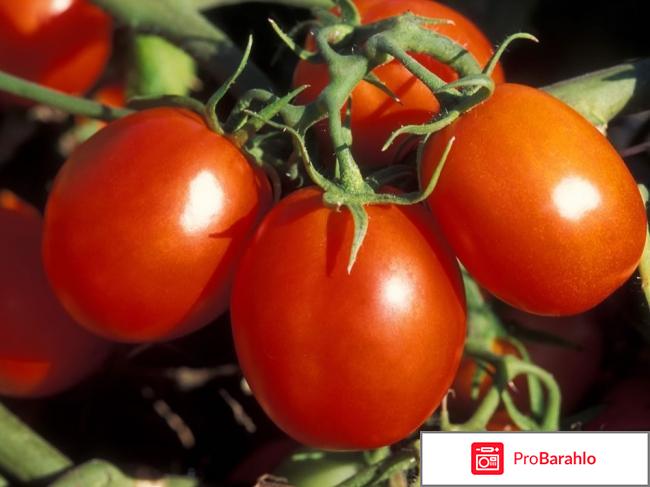 Томат настенька отзывы фото 