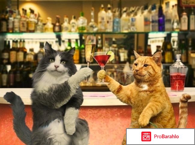 Анекдоты от кота Миши 