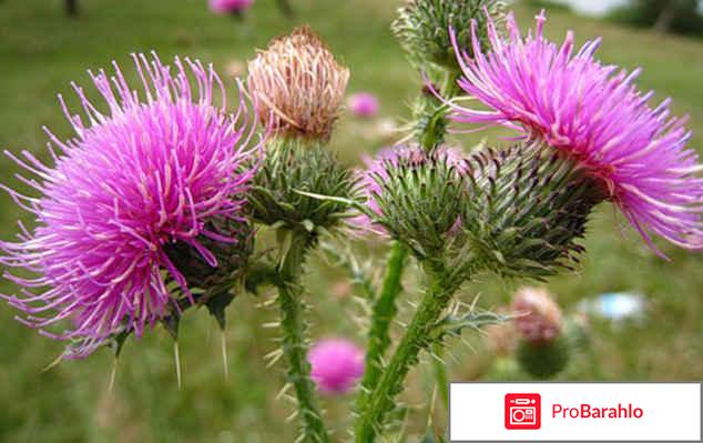 Препараты для восстановления печени отрицательные отзывы