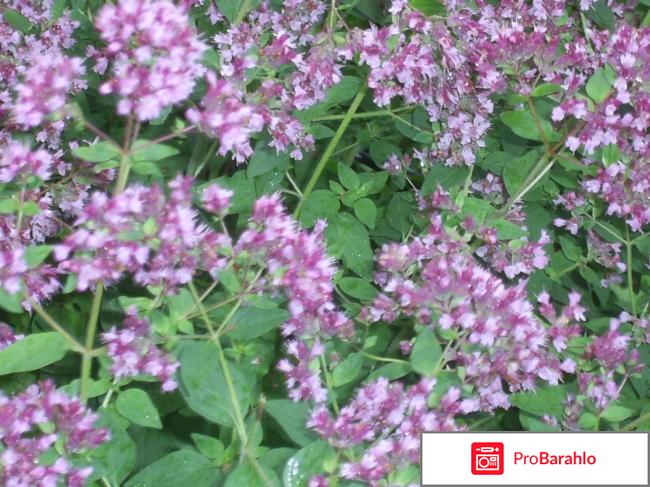 Душица фото отрицательные отзывы