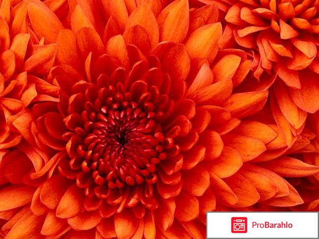 Фотолия отрицательные отзывы