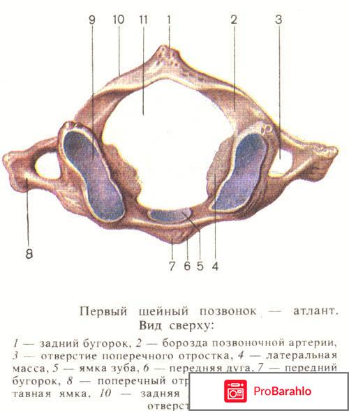 Атласпрофилакс отрицательные отзывы 