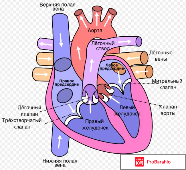 Ритмонорм инструкция по применению цена отзывы 