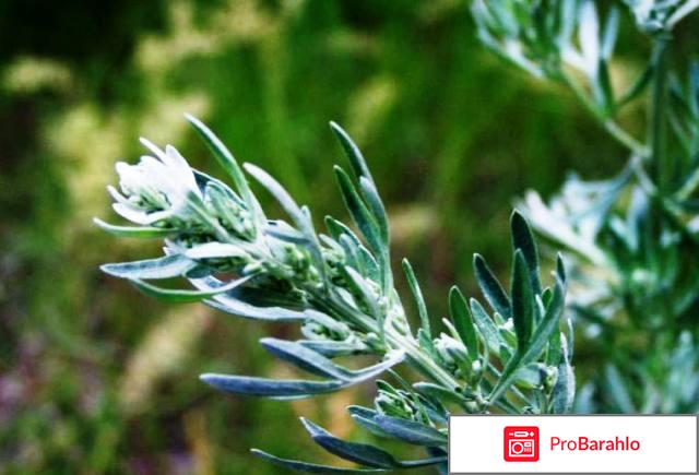 Лечебные свойства полыни обман