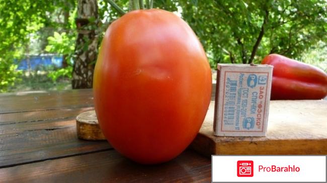 Томат де барао гигант отзывы фото 