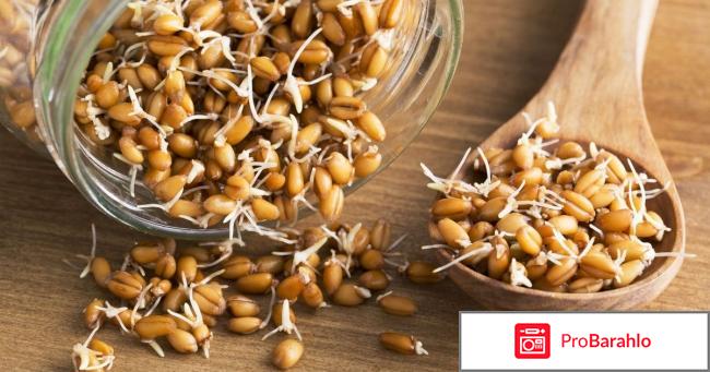 Пророщенная пшеница отзывы 