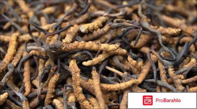 Кордицепс купить в москве 