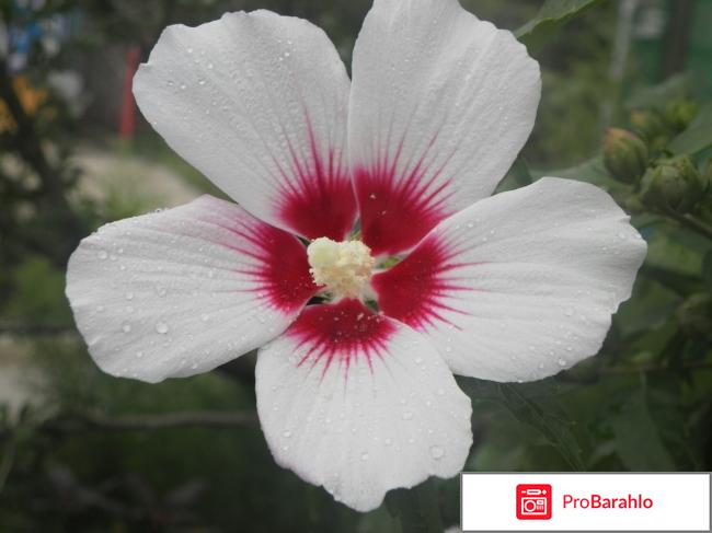 Самсунг j3 2017 отзывы покупателей обман