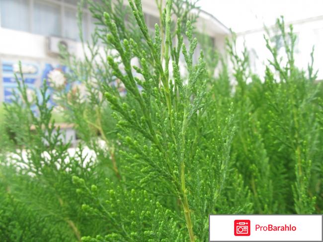 Крым партенит пансионат крым отзывы владельцев