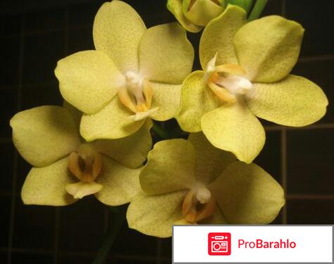 Удобрение Pokon для орхидей отрицательные отзывы