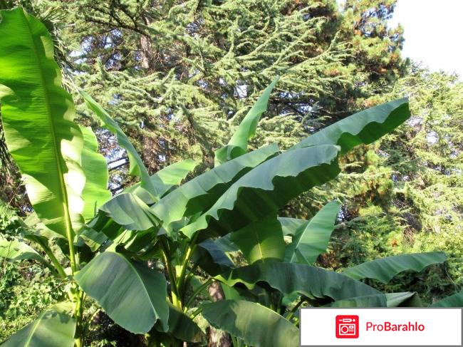 Санаторий МО РФ