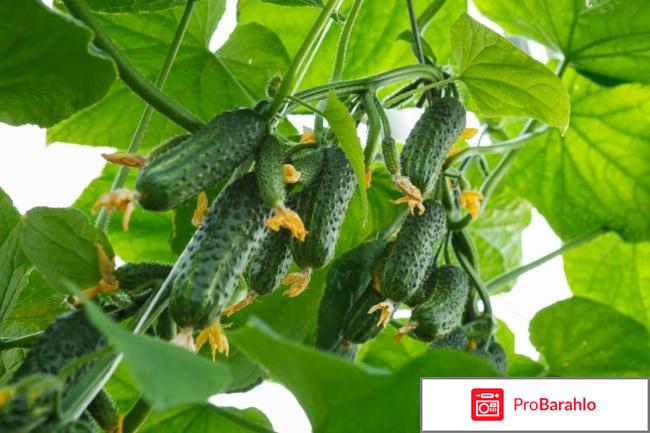 Огурцы гирлянда f1 отзывы фото 