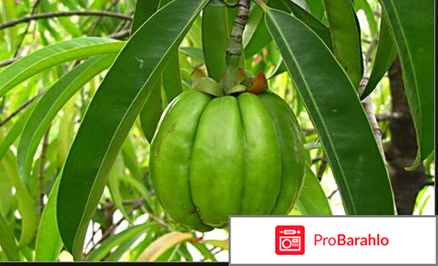 Гарциния камбоджийская 