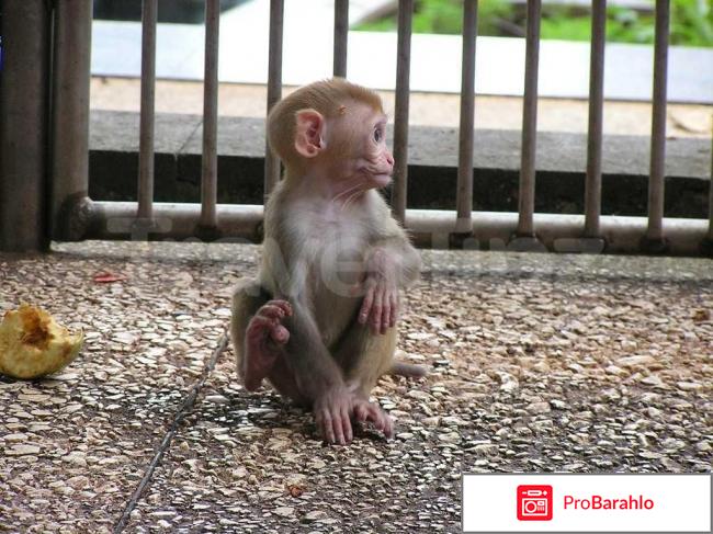 Сухуми фото