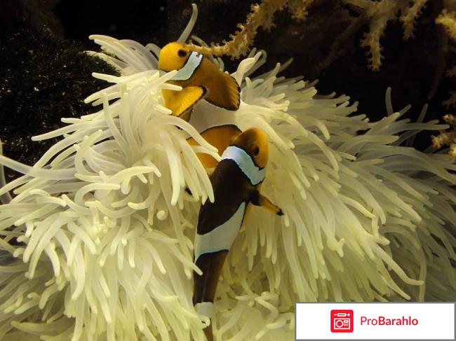 Отдых в лазаревском 2016 форум фото