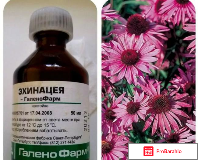 Настойка эхинацеи для иммунитета отзывы реальные отзывы