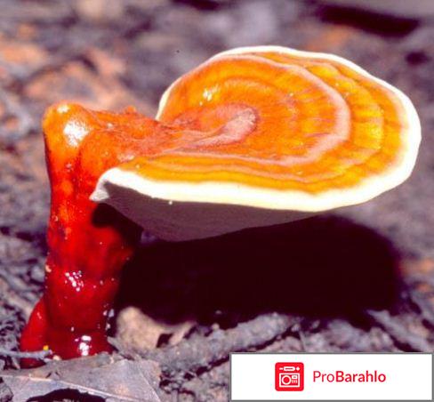 Трутовик капсулы таблетки в спб купить продажа 