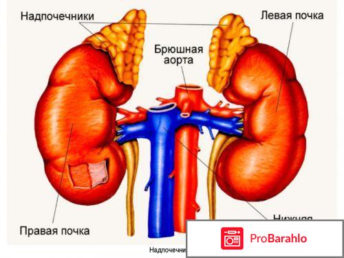 Врожденная патология надпочечников отрицательные отзывы
