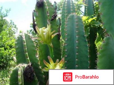 Цереус: виды и уход в домашних условиях 