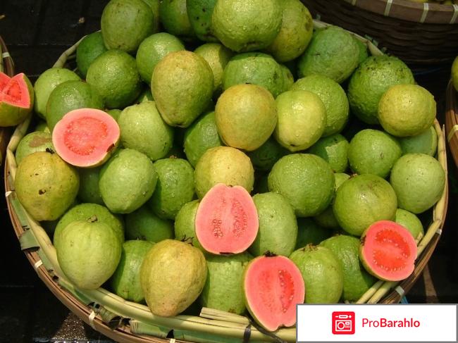 Гуава – фрукт теплых стран: состав и полезные свойства отрицательные отзывы