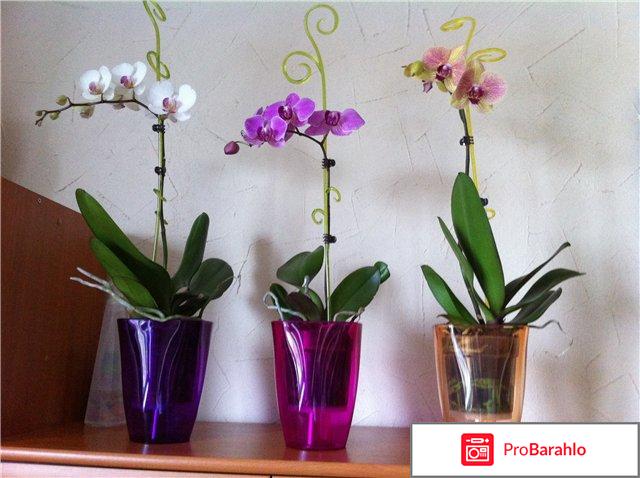 Горшки для орхидей отрицательные отзывы