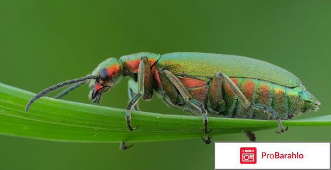 Купить шпанскую мушку для женщин 