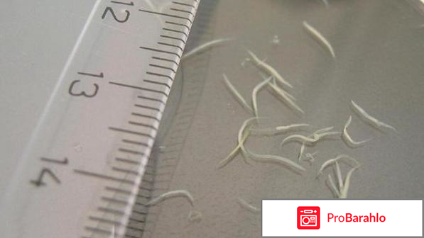 Бактефорт заказать отрицательные отзывы