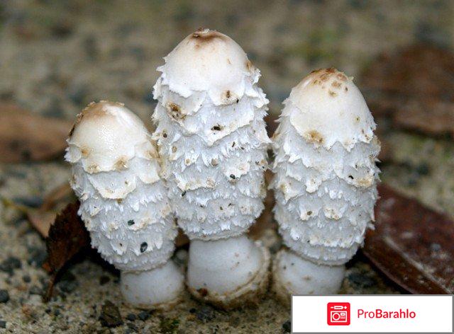 Копринол от алкоголизма отрицательные отзывы