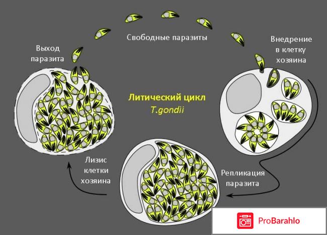 Чем опасен токсоплазмоз для человека отрицательные отзывы