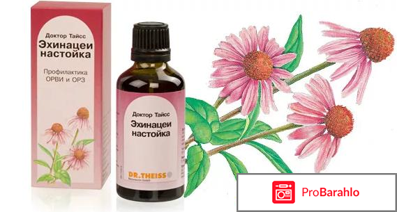 Настойка эхинацеи для иммунитета отзывы 