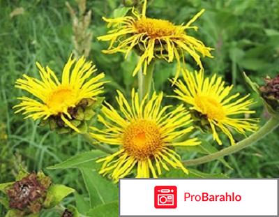 Девясил лечебные свойства и противопоказания 