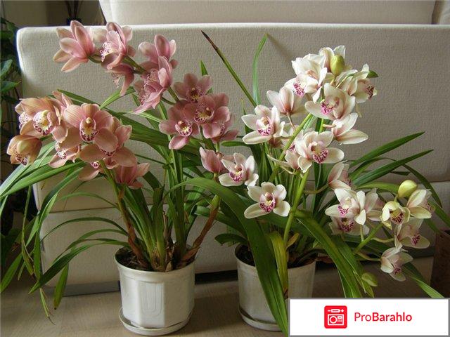 Удобрение Pokon для орхидей обман