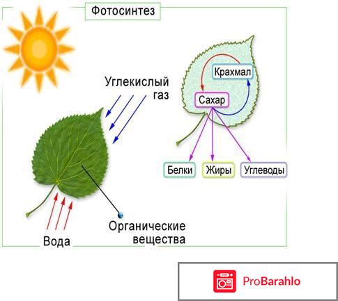 Что такое растение? 