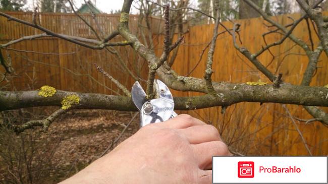 Уход за яблонями весной 