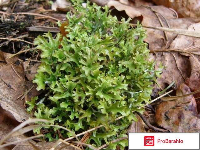 Исландский мох отрицательные отзывы