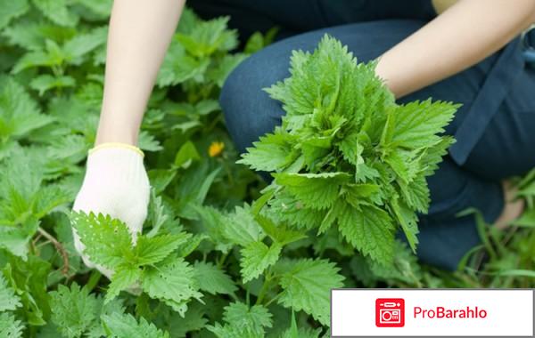 Крапива для волос отзывы обман