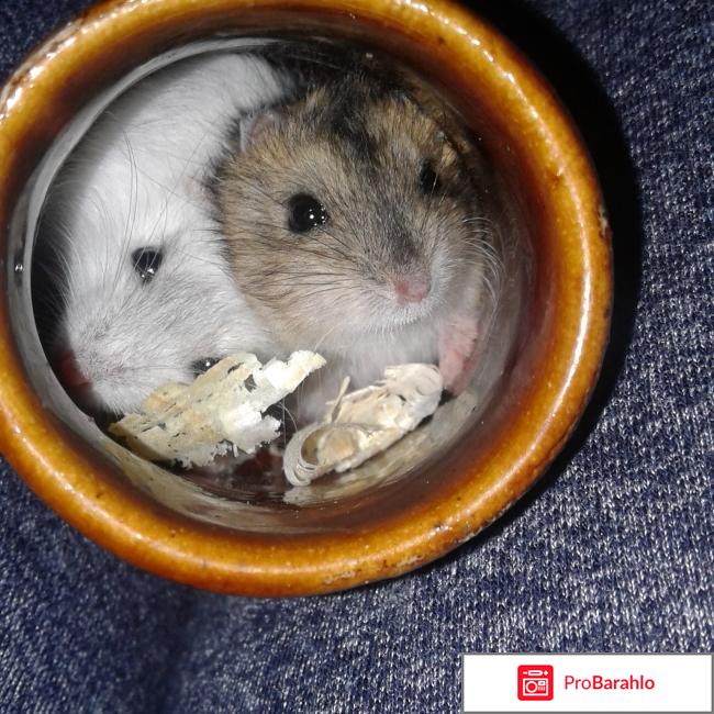 Samsung gt s5830 отзывы отрицательные отзывы