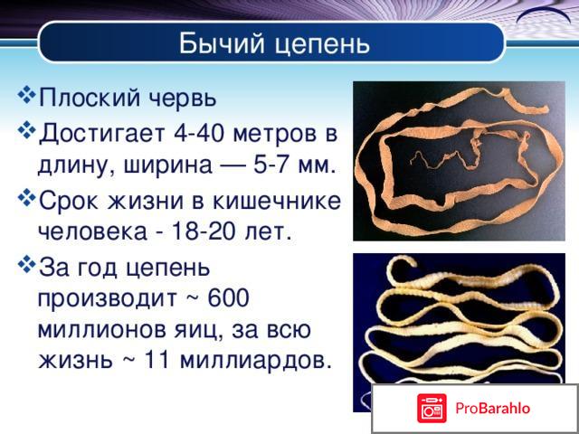 Бычий цепень интересные факты отрицательные отзывы