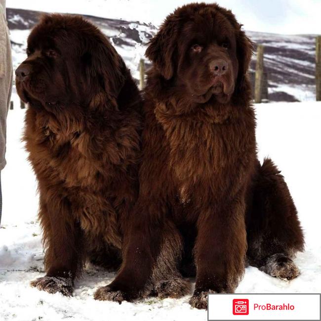 Ньюфаундленд: описание породы собак, дрессура, цена 