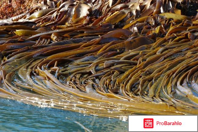 Сушеные водоросли ламинарию отрицательные отзывы