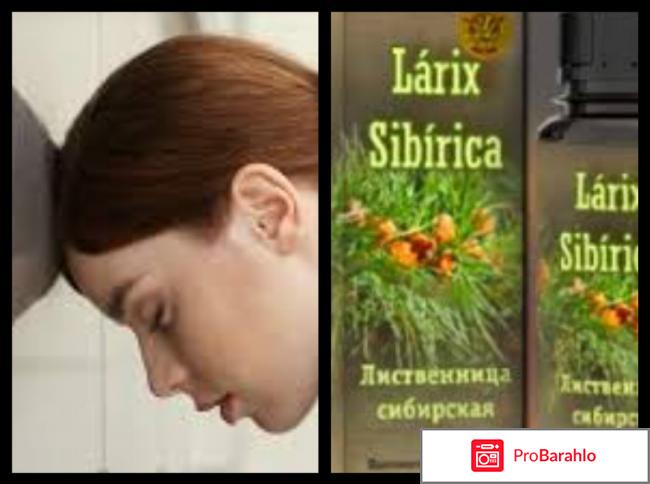 Ларикс сибирика 