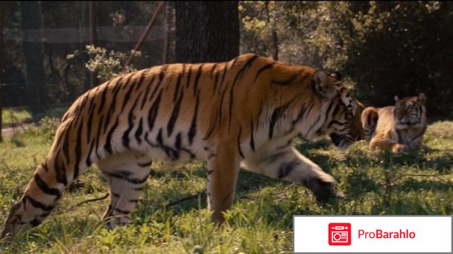 Мы купили зоопарк отзывы отрицательные отзывы