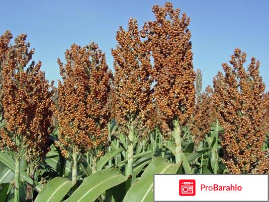 Сорго обман