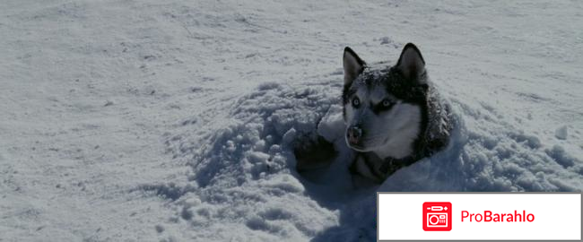 Фильм белый плен отзывы 