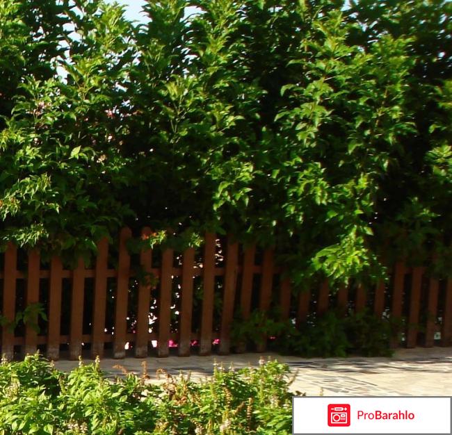 Dessole pyramisa sharm el sheikh resort 