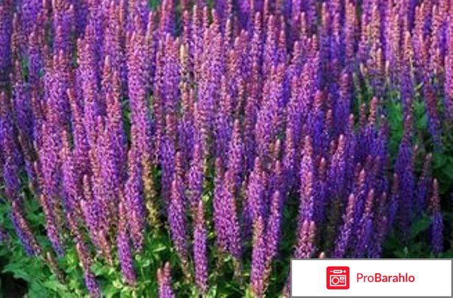 Minusnor спрей от храпа: цена, отзывы, купить Минуснор обман