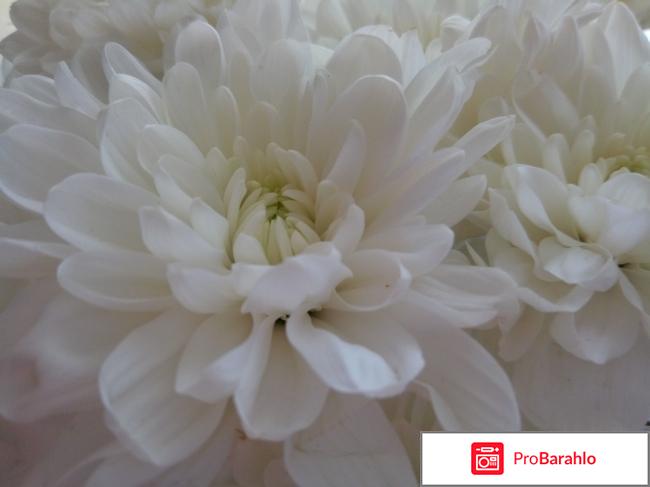 Телефон ASUS ZenFone 3 Max ZC520TL 16Gb отрицательные отзывы