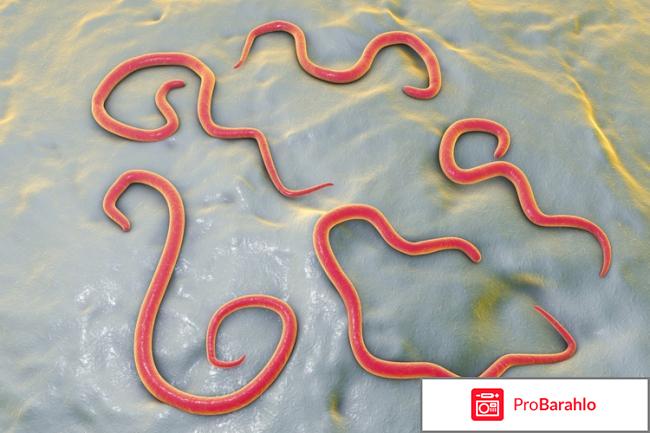 Глисты отрицательные отзывы