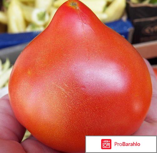 Томаты примадонна отзывы фото 